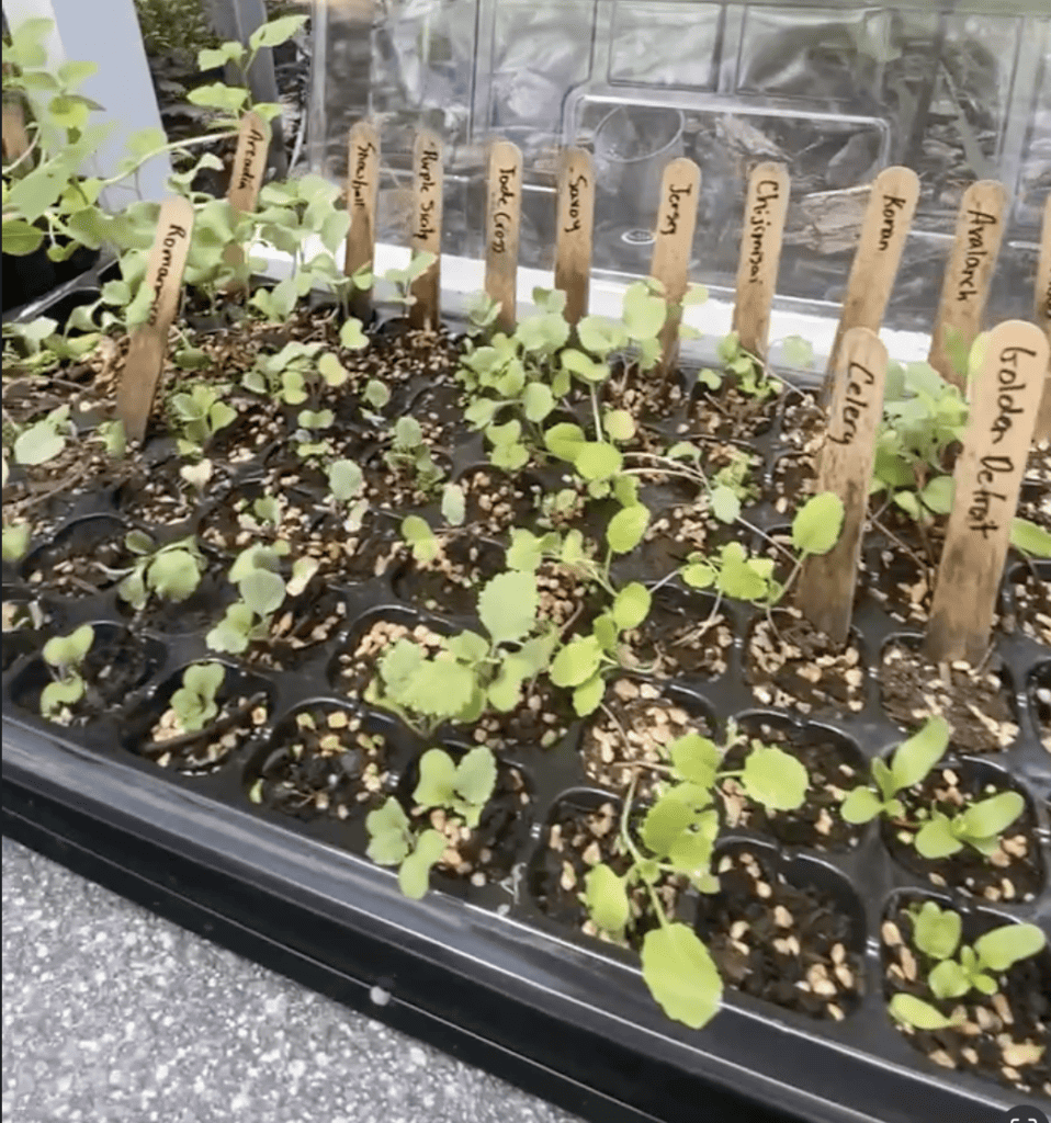 Florida Gardening Mistakes Seedlings